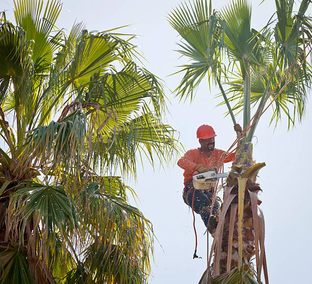 Professional Tree Service in Womelsdorf, PA